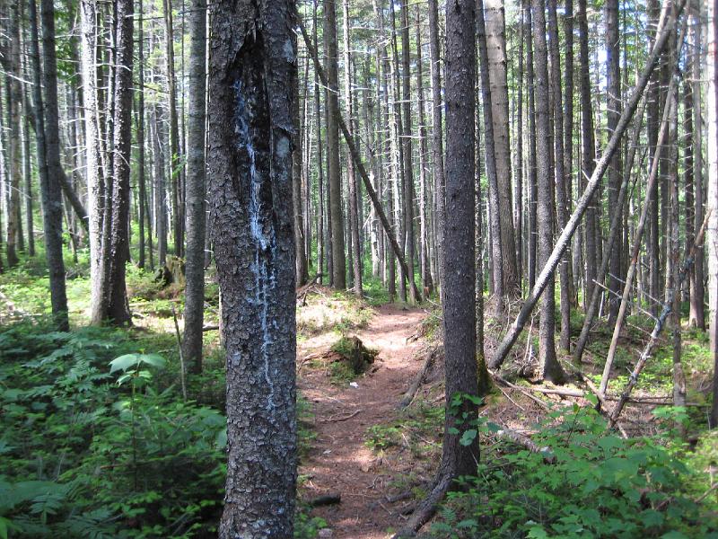 PemiTraverse (8).JPG - Although we didn't have many views, we did find a lot of diversity in the forest. This section of trail went through some open woods.